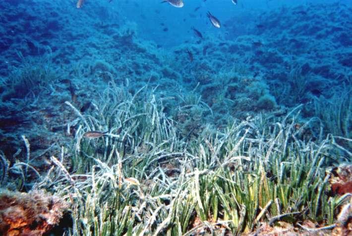 La prateria di Posidonia Posidonia oceanica: endemismo vegetale