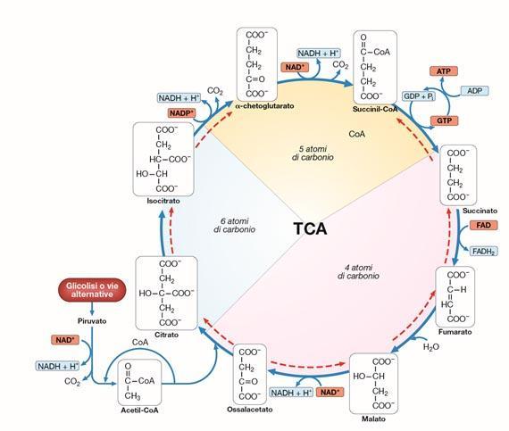 Ciclo degli acidi