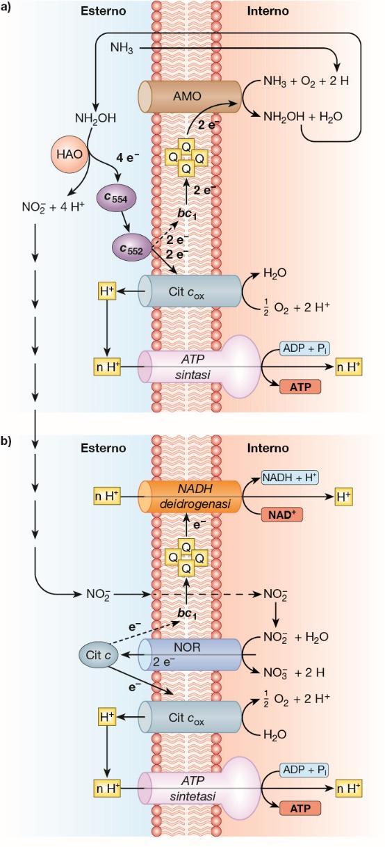 La nitrificazione Batteri