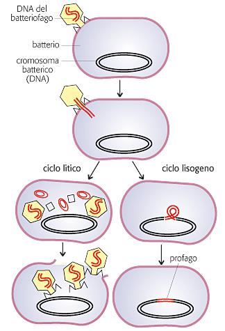 Ciclo litico e lisogeno I principali gruppi virali utilizzano meccanismi di riproduzione
