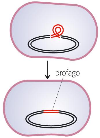 Ciclo lisogeno Nel ciclo lisogeno il genoma virale si integra nel cromosoma ospite. Il genoma virale si duplica durante il processo di duplicazione della cellula ospite.