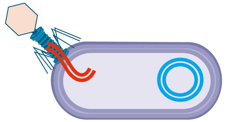 Ciclo riproduttivo dei virus: penetrazione La penetrazione è l ingresso dell intera particella virale o l iniezione del solo acido nucleico all