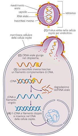 Retrovirus L integrazione di un virus a RNA in un cromosoma costituito da DNA può avvenire grazie a un importante enzima virale: la trascrittasi inversa La trascrittasi inversa copia l RNA virale in