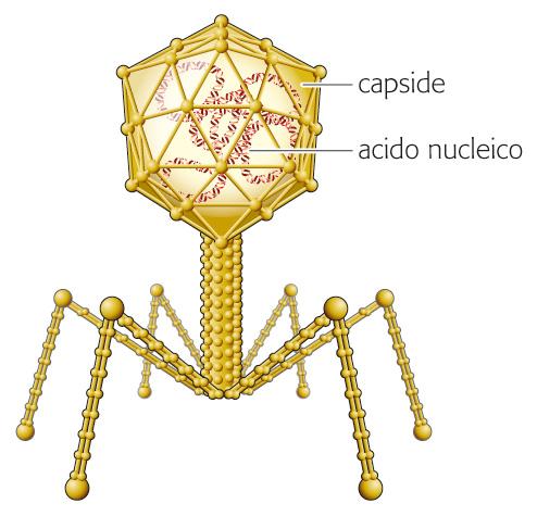 I virus: caratteristiche generali I virus sono microrganismi costituiti