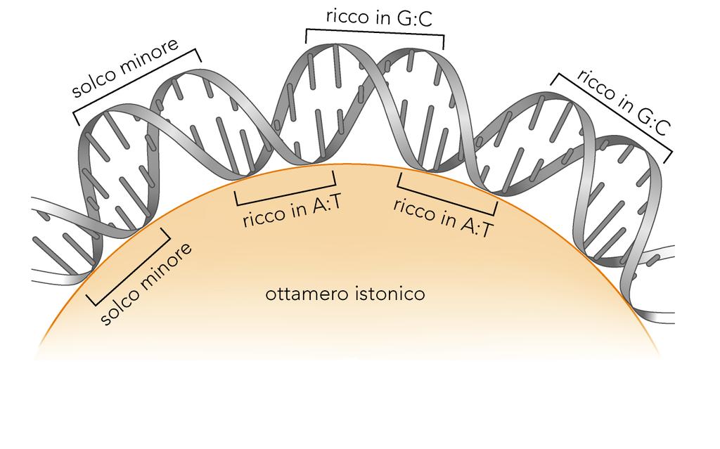 I nucleosomi si formano in modo preferenziale sul DNA ricurvo Sequenze di DNA ricche in AT, che ripiegano il DNA dalla parte del solco minore, favoriscono il posizionamento del nucleosoma.