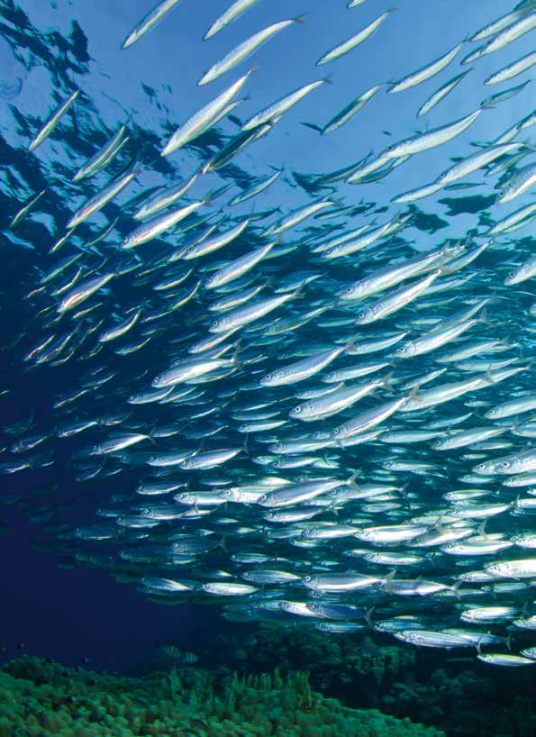 LUGLIO 2016 Comune di GEMONA DEL FRIULI PIÙ PESCE SULLE NOSTRE TAVOLE Le caratteristiche nutrizionali del pesce ne fanno un ottimo alimento da