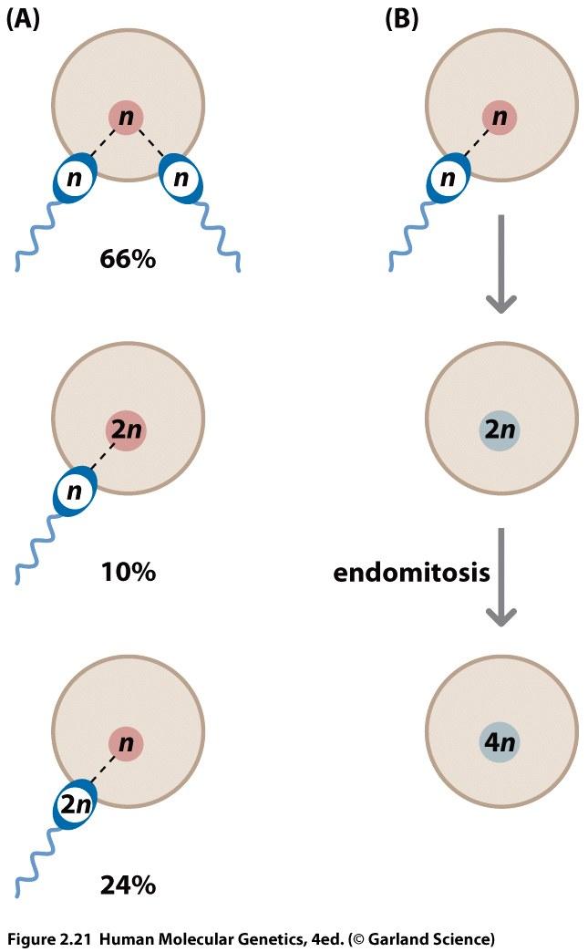 Poliploidia 1-3% delle gravidanze riconosciute produce embrioni triploidi (dispermia o gameti