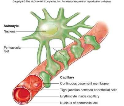 Nel sistema nervoso centrale la proteina MLC1 è espressa negli astrociti ma non si conosce ancora la sua funzione.