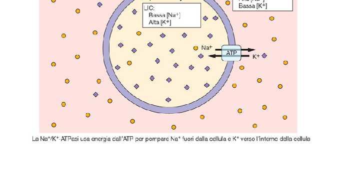 quindi il potenziale di riposo interviene la pompa Na +