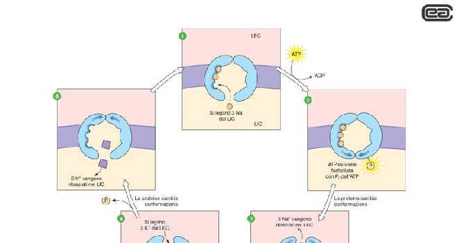 K + 2K+ ATP 3Na + -70 mv Na + LIC LEC La