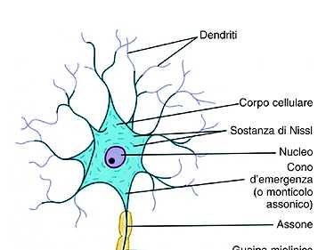 L informazione viene trasmessa nel sistema nervoso da un segnale elettrico: