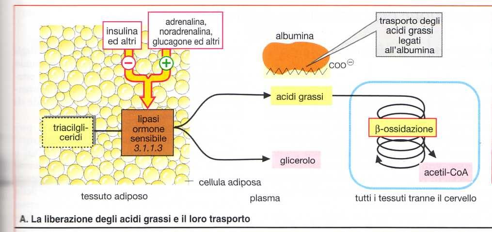 Il livello degli acidi grassi liberi nel plasma (FFA o NEFA) è sottoposto a controllo ormonale mediante regolazione della lipolisi nel tessuto adiposo nel mitocondrio Il grasso