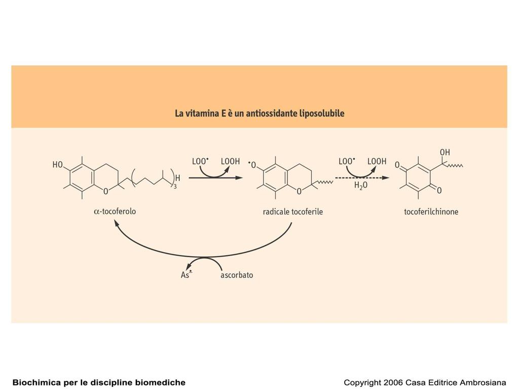 La Vit. A come la E protegge la pelle e la retina dalla luce.