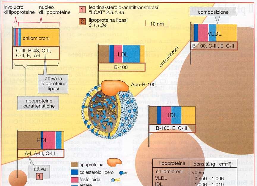 La digestione dei lipidi nell intestino avviene grazie al succo pancreatico e alla bile Una piccola parte dei lipidi(acidi grassi a catena breve) raggiunge