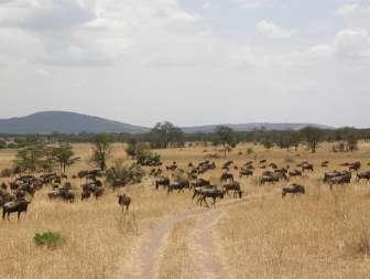 Arusha. Incontro con guida/ranger di lingua italiana e partenza con fuoristrada verso l area di Lake Manyara.