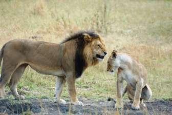 5. Giorno // Ngorongoro / Tarangire N.P. (km 190) Partenza mattutina alla volta del Parco Nazionale di Tarangire.