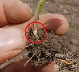 processo germinativo dopo il rigonfiamento del seme. Foto 3. Soia, varietà Luna Foto 4. Soia, emergenza (varietà M10) Foto 5.