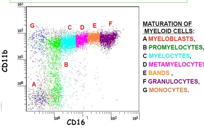 con CD11b/CD16 Prof.