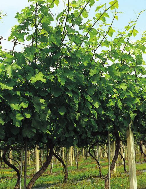 Tab. 3 - Parametri di qualità dell uva alla vendemmia su viti di Cabernet Sauvignon sottoposte a diversi interventi di cimatura o non cimate Solidi Acidità solubili ph titolabile Tartrato Malato