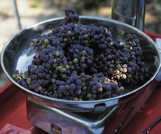 Il rapporto fra superficie fogliare totale e produzione, spesso utilizzato in viticoltura per stimare il livello di equilibrio vegeto-produttivo dei ceppi (Kliewer e Weaver 1971, Smart 1985), è