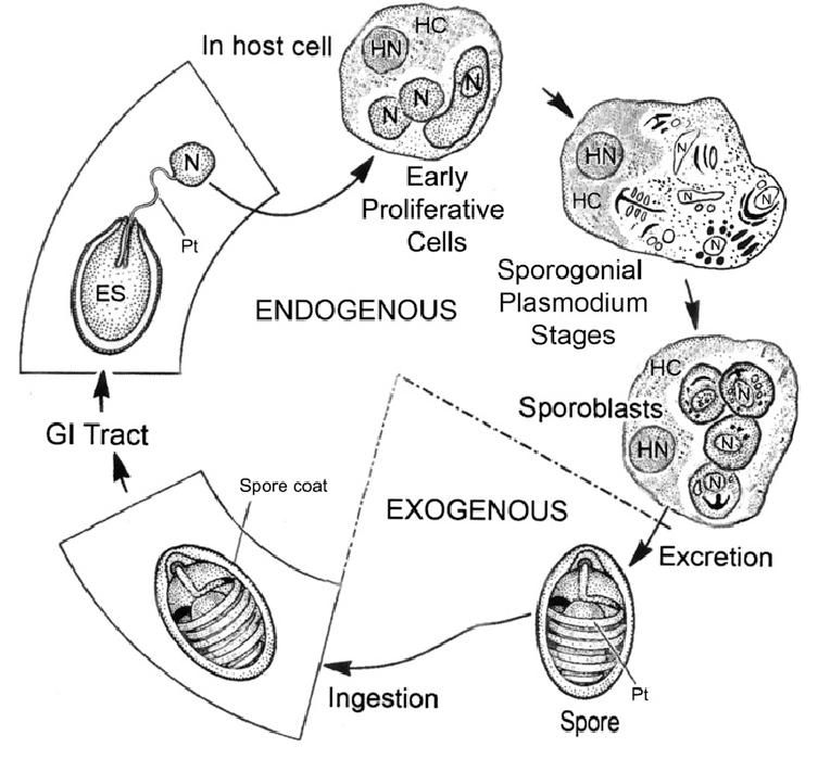 Microspora 14 I microsporidi presentano un nucleo, lo sporoplasma che è in parte granellare e in parte lamellare, mentre mancano strutture quali i mitocondri, il complesso di Golgi e i