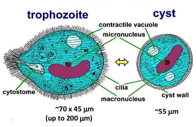 22 Balantidium coli Nella parte posteriore della cellula è presente il citopige che ha una funzione analoga a quella dell apertura anale nei metazoi.