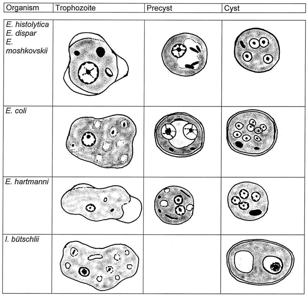5 Genere Entamoeba Le dimensioni dei trofozoiti delle varie specie sono piuttosto variabili, con un range che può andare dai 12 µm di E. hartmanni fino ai 50 µm di E. coli e di E.
