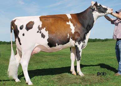 capezzoli 0.38 sette generazioni di vacche eccellenti fantastiche mammelle e piedi miglioratore di tutti i tratti salute GOLDWYN icm 1.