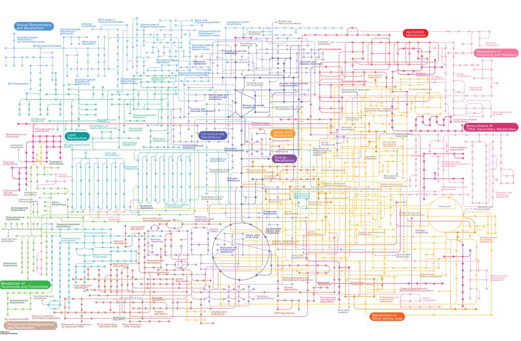 La rete del metabolismo I sistemi viventi sono macchine biochimiche