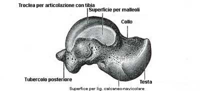 Fibula La fibula o perone è un osso lungo, pari e simmetrico che si pone nella parte laterale della gamba; si articola nella sua porzione prossimale e disto-mediale con la tibia e nella sua porzione