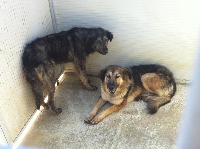 288 Sterilizzazioni Sterilizzazione gratuite a tariffa per agevolata tutti i cani di cani che in vivono ambiente