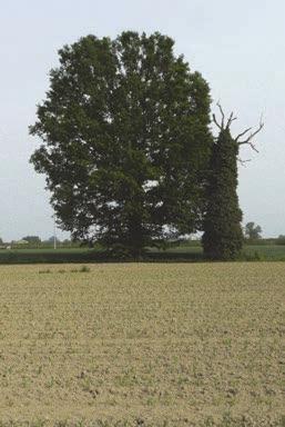 I. BENE PAESAGGISTICO GDO DI INTEGRITÀ DEI VALORI CONNOTATIVI 3 di 5 MATRICE DI INTEGRITÀ [grado integrità/valore] permanenza trasformazione perdita valore storico valore culturale valore naturale