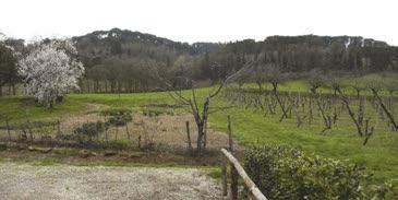 Dal podere Mengolta si gode una vista privilegiata sul crinale della tenuta; a dx terreni coltivati. 6.
