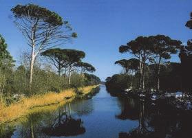 I. BENE PAESAGGISTICO GDO DI INTEGRITÀ DEI VALORI CONNOTATIVI 6 di 16 VALORE NATULE-CULTULE NUOVI PAESAGGI: LE PINETE.