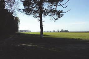 BOSCHI TERMOFILI SUBMEDITERNEI A QUERCE SEMPREVERDI Macchie e boschi di sempreverdi xerofili, dominati dal leccio (Quercus ilex) e caratterizzati inoltre da Phillyrea angustifolia, Asparagus