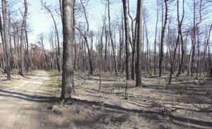 Effetti dell incendio occorso il 19 luglio 2012; la vegetazione sta già naturalmente rinascendo. 25.