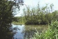 La zona umida attuale è divisa in due dal corso del fiume Lamone.