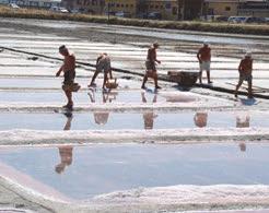 Poco prima della meccanizzazione, lo stabilimento era diviso in circa 200 fondi saliferi, ognuno dei quali era assegnato a un salinaro che lo lavorava coadiuvato, per lo più, dalla sua famiglia.