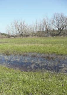 , quando si giunge in pialassa, le presenze più rilevanti risultano essere quelle antropiche: le baracche abusive che formano una barriera verso l ambiente naturale e gli imponenti complessi