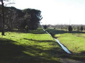 Saline, a sud del quale la pineta è chiusa tra l abitato e la ferrovia.