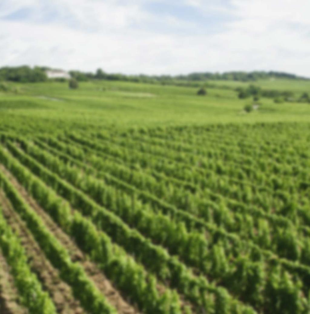 Marche 130 ettari totalmente dedicati alla passione ed alla cura del Verdicchio.