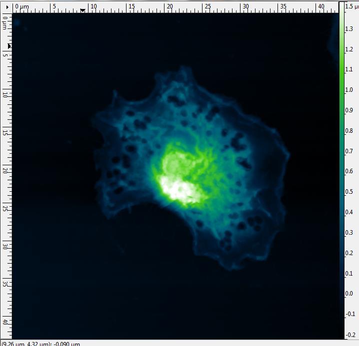 Microscopy Atomic Force