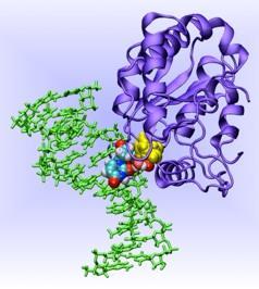 with nucleic acids (DNA, RNA), DNA repair