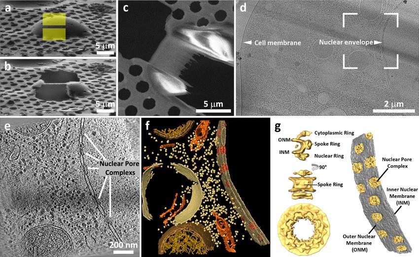 Open-Lab 2018 Ampliamento dell offerta di imaging applicate a settori della ricerca in campo biologico e medico, microscopia elettronica a scansione di elettroni (SEM e STEM),