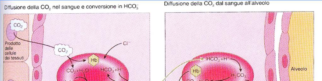 COMPONENTE RESPIRATORIA Quindi gli ioni bicarbonato liberi nel plasma entrano negli eritrociti e insieme con quelli