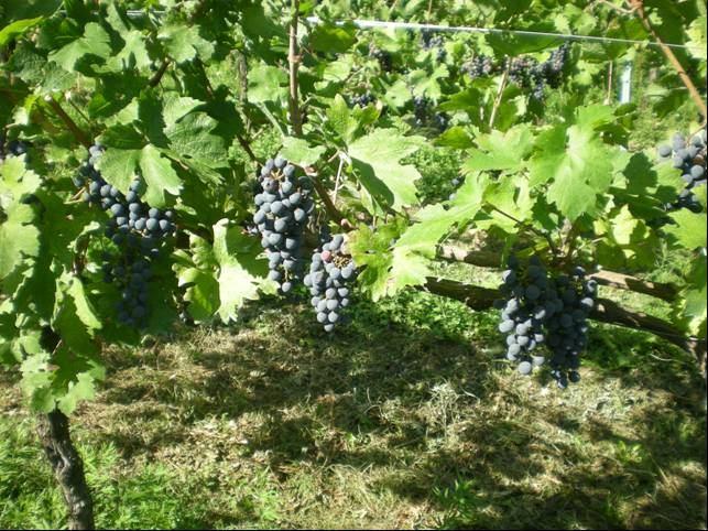 STADIO FENOLOGICO: Pinot grigio e bianco, Chardonnay in maturazione VEDI TABELLA.