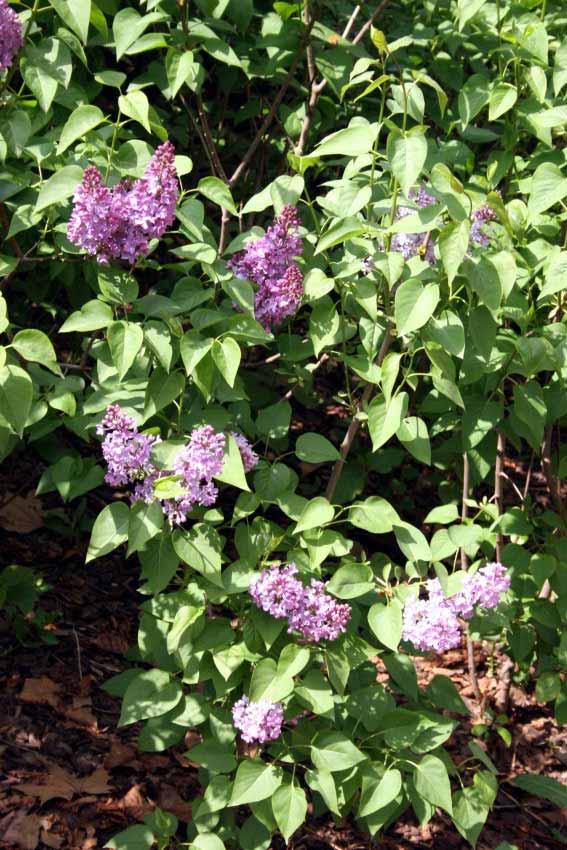 NOME SCIENTIFICO: SYRINGA VULGARIS Linneo SINONIMO: NOME COMUNE: Serenella, Lillà FAMIGLIA: Oleaceae ORIGINE: Europa ALTEZZA: fino a 7 m (generalmente 3-4 m) FIORITURA: Aprile-Maggio HABITUS FOGLIA