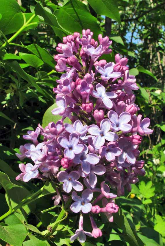 La medicina popolare utilizza i fiori di Serenella per ricavarne un olio medicato avente la proprietà di lenire i dolori reumatici e articolari.