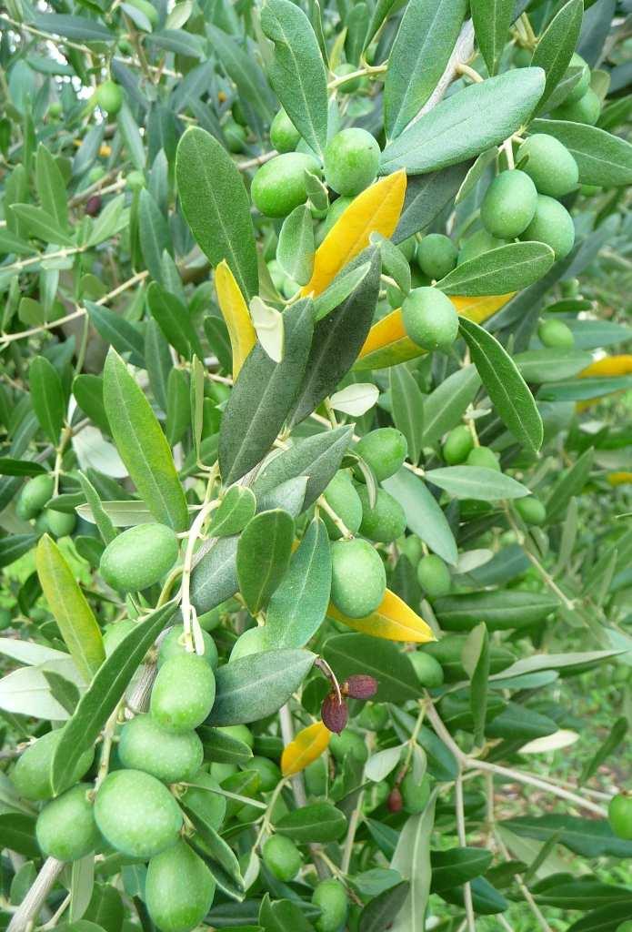 Leccino - Gemona SITUAZIONE FENOLOGICA Dopo una fase di stallo dovuta alla siccità che ha interessato qualche oliveto nelle scorse settimane, ora prosegue in tutti i comprensori la fase fenologica di