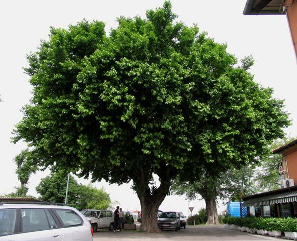 2 ALBERO MONUMENTALE AL GALLO E